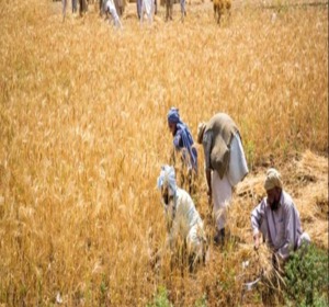 Farmers threaten protest over wheat support price