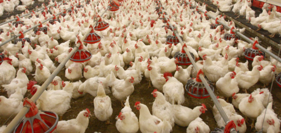 No additional sales tax for Poultry: FCC