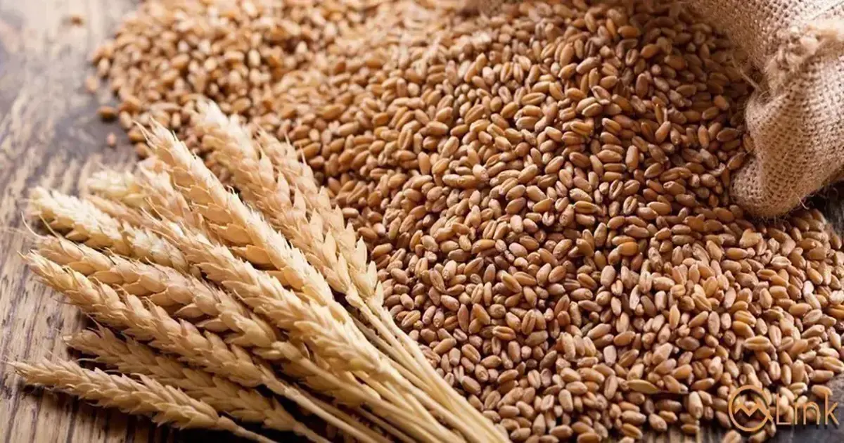 KPT facilitates 51,000 tons of wheat handling